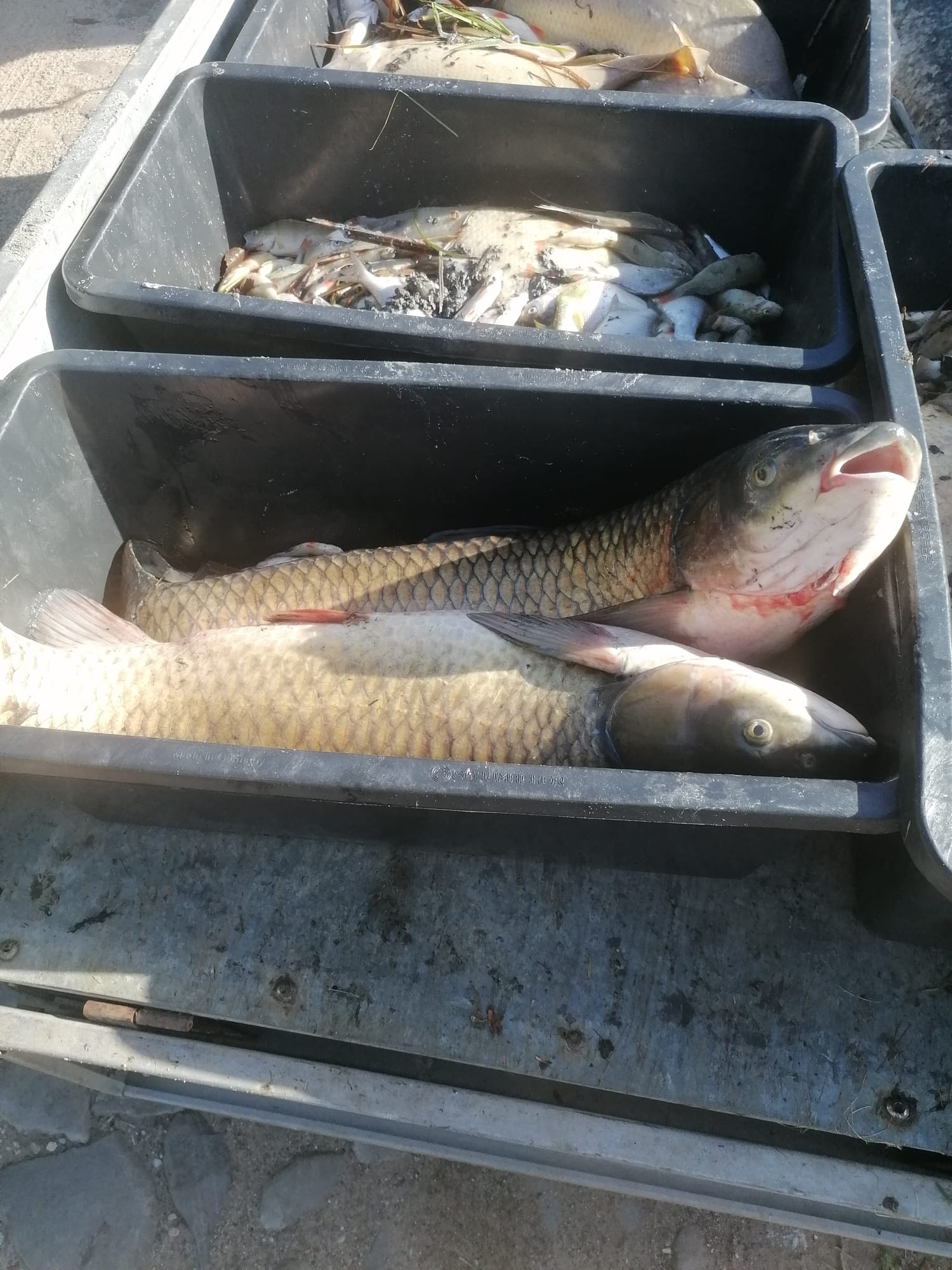 Sauerstoffmangel 2023